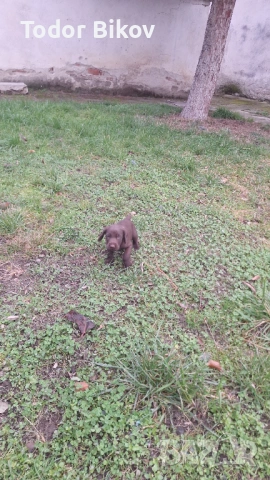 Свободни дратхаарчета , снимка 10 - Дратхаар - 53014939