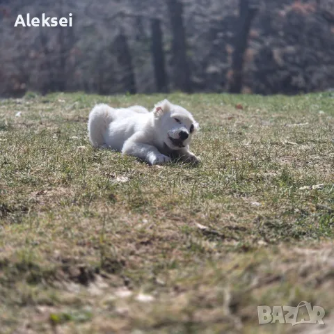 Средноазиатска овчарка–Алабай, снимка 13 - Средноазиатска овчарка - 48611649