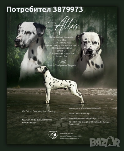 Далматин/Далматинец