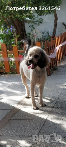 ПОДАРЯВАМ МЪЖКИ ПУДЕЛ, снимка 3 - Пудели - 53933184