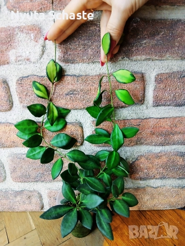Hoya burtoniae variegata DS 70 , снимка 2 - Стайни растения - 52641852