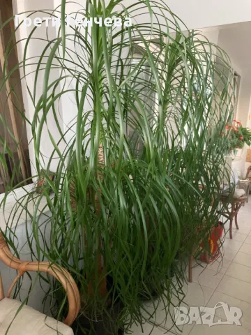 ПОДАРЯВАМ НОЛИНА вис. 180 см, снимка 2 - Стайни растения - 50336444
