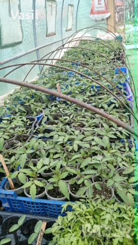 Предлагаме разсад  Домати и Краставици/Ръгби.Розова Магия.Меделина .Наслада .И много други 0.70цента, снимка 3 - Разсади - 53813782