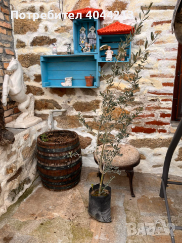 Маслиново дърво, снимка 6 - Градински цветя и растения - 44957783