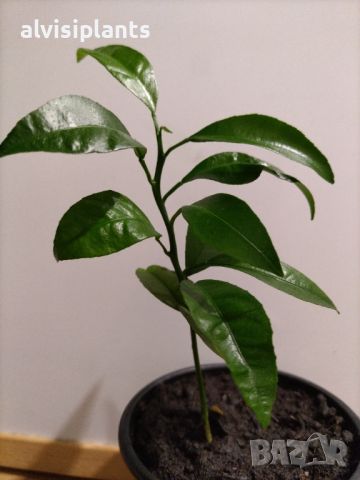 Портокалово дръвче младо растение , снимка 2 - Градински цветя и растения - 45567306