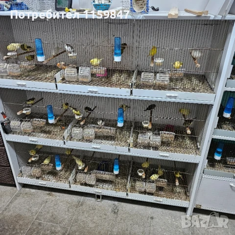 Канарчета , снимка 2 - Канари - 51305502