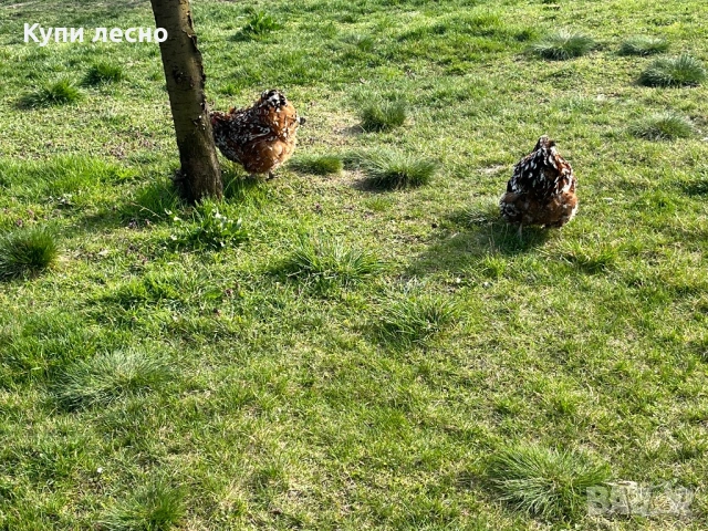 Яйца от орпингтон , снимка 6 - Кокошки и пуйки - 54006189