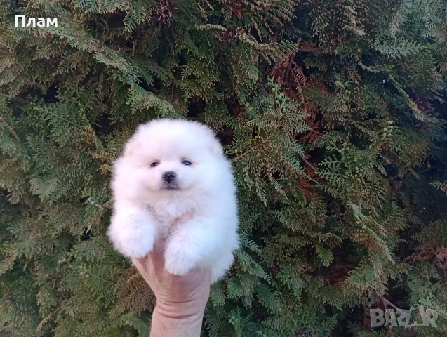 Мъжки и женски Померани., снимка 12 - Померан - 54118740