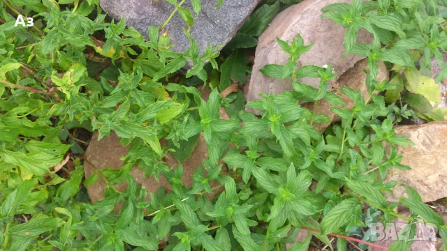 Продавам Сух джоджен (на листа или наронен), реколта 2025г., снимка 7 - Градински цветя и растения - 50670748