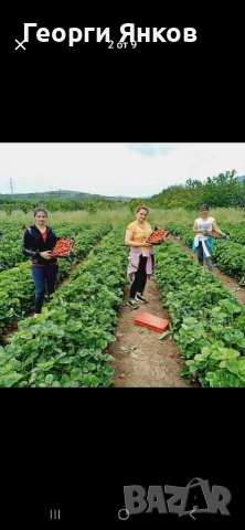 Ягоди, снимка 9 - Разсади - 53651366