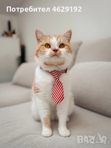 Британски късокосмест с родословие за разплод 