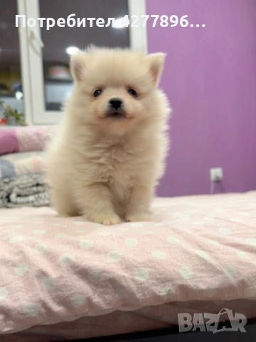 Померан , снимка 5 - Померан - 53680027