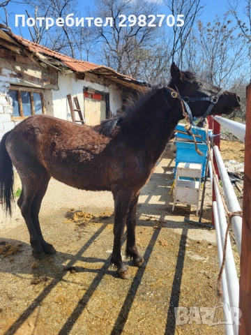 Продавам Мъжки кончета , снимка 2 - Коне - 53844953