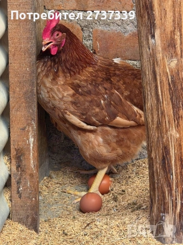 Кокошки ломан браун, снимка 2 - Кокошки и пуйки - 53815044