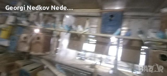 Продавам вълнисти , снимка 5 - Папагали - 53025277