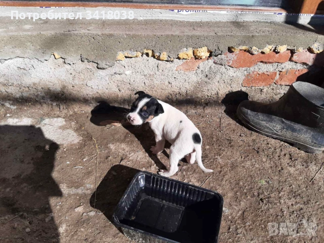 уникални кученца подарявам!, снимка 2 - Други - 53719470