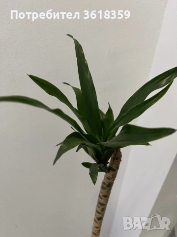 Подарявам цвете, снимка 1