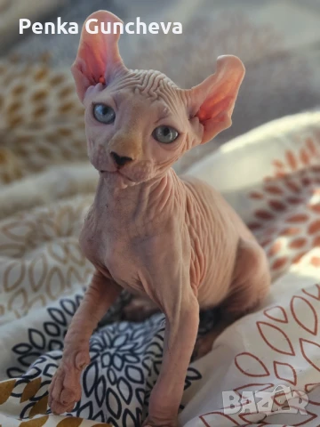 Канадски Сфинкс, снимка 11 - Сфинксове - 51349169