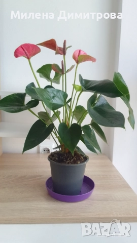 Антуриум , снимка 5 - Стайни растения - 51824526