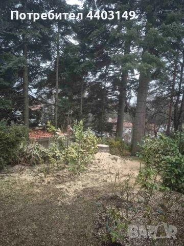  Премахване на опасни дървета • Кастрене • Подръжка • Извозване, снимка 7 - Други услуги - 53429702