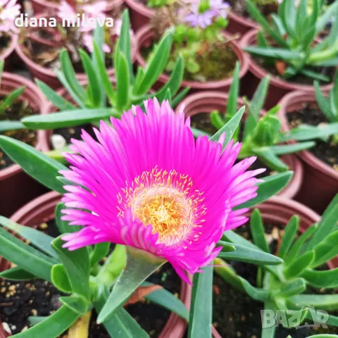 Карпобротус (Carpobrotus edulis), снимка 3 - Градински цветя и растения - 47135019