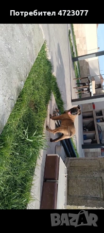 Белгийска овчарка малиноа. Чистокръвни. , снимка 8 - Белгийска овчарка - 53275554