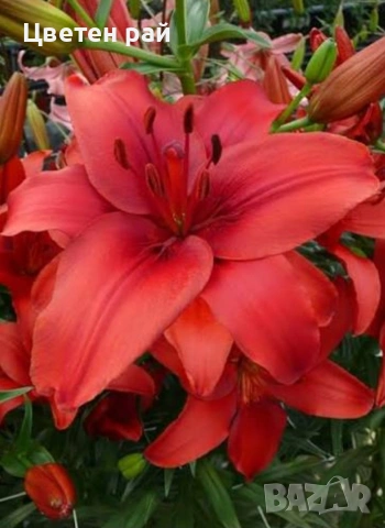 Луковици на лилиум , снимка 4 - Градински цветя и растения - 53433813