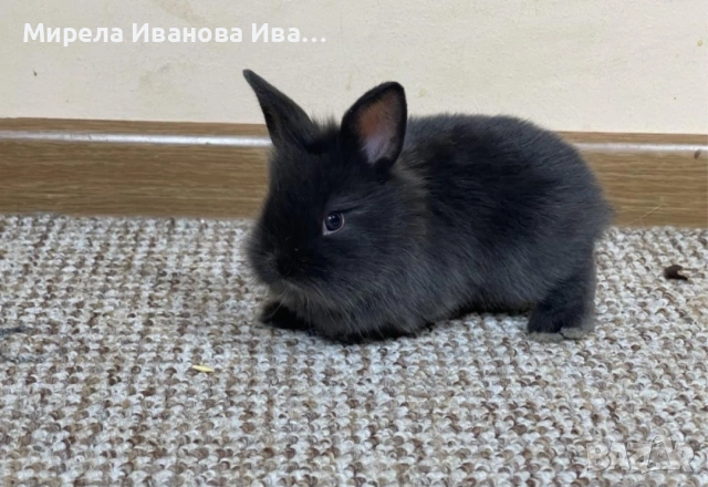 Черно декоративно зайче