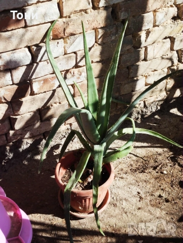 Алое Вера, снимка 7 - Стайни растения - 52509332