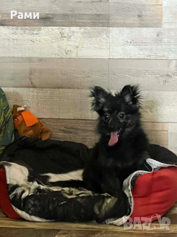 Шпиц померан момиче, снимка 2 - Шпиц - 53988342