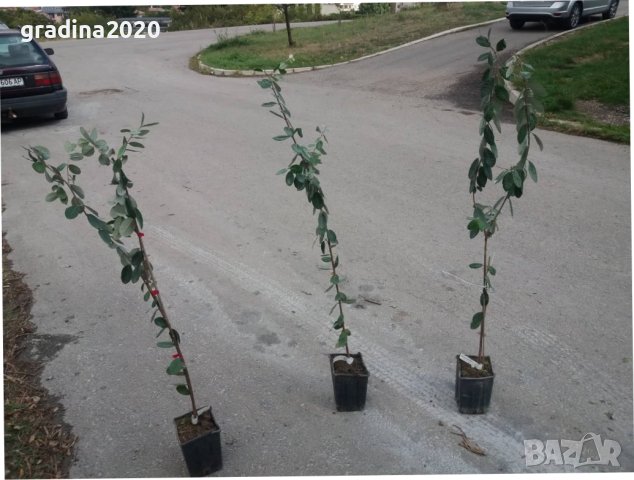 Фейхоа, Ананасова Гуава -Йодно дърво, снимка 9 - Градински цветя и растения - 30182884