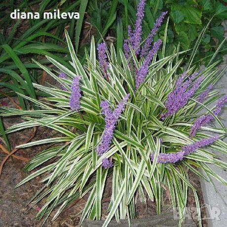 Лириопе Мускари, Liriope muscari 'Variegata', снимка 2 - Градински цветя и растения - 46311691