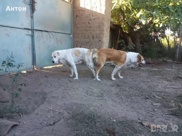 Алабай (Средно Азиатска овчарка), снимка 12 - Алабай - 52940508