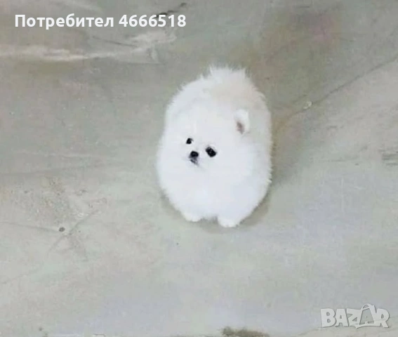 Мини померан, снимка 2 - Померан - 53485884