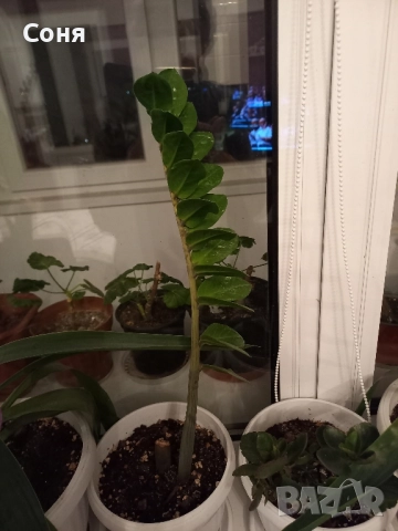 Алое,фикус,замиокулкас, драцена и др, снимка 10 - Стайни растения - 49988795