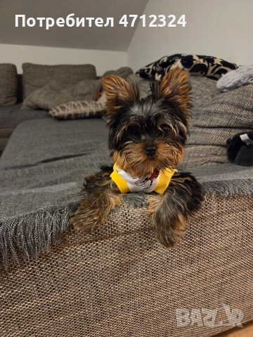 Йоркширски териер 