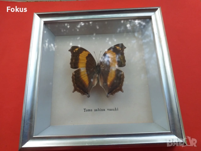 Пеперуда в рамка