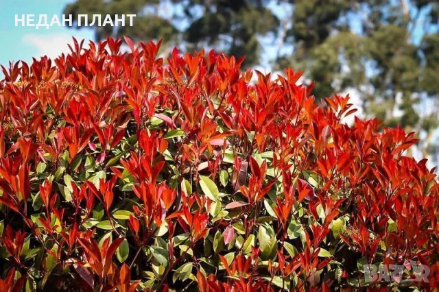 Фотиния "Red Robin"