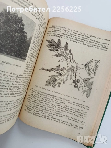 Декоративна дендрология, снимка 8 - Специализирана литература - 53822646