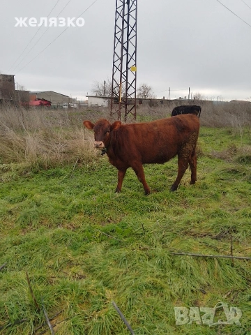 женско теле на 10 месеца , снимка 2 - Крави - 53479467