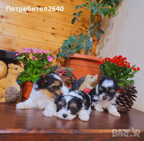 Бивер Йоркширски териер-бивър, снимка 2 - Йоркширски териер - 53761982