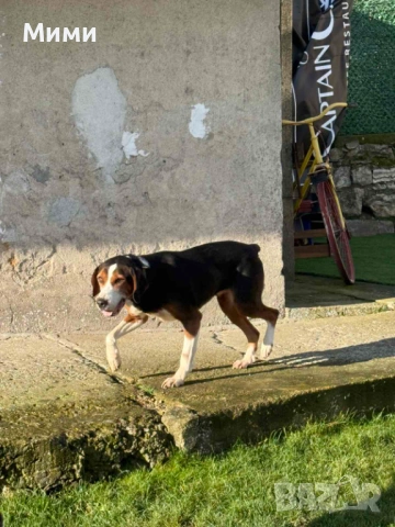 Ловни кучета, снимка 4 - Други - 53111116