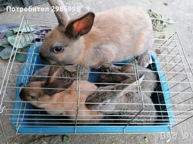 Млади зайчета