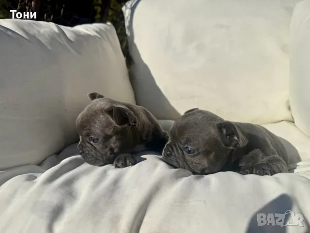 Френски булдог - Blue French Bulldog, снимка 4 - Френски булдог - 47989241