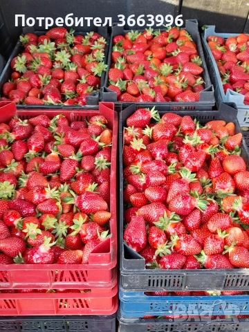 продавам фантастичен разсад ягоди и малини , снимка 11 - Разсади - 53688553