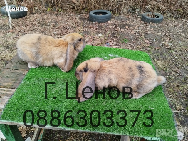 Продавам кочовати зайци., снимка 5 - Други животни - 53178167