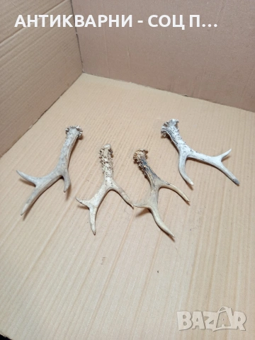 Комплект Стари Малки Рога. НОМЕР 726., снимка 2 - Антикварни и старинни предмети - 53528086