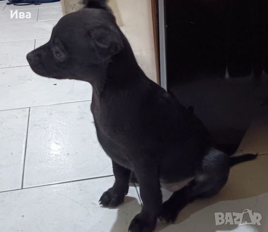 Свободна ваксинирана чистокръвна мини пинчер дама, снимка 4 - Пинчер - 52720639