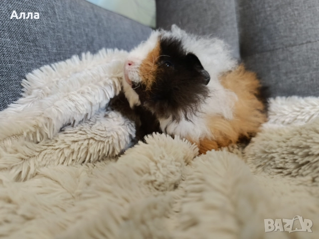 Морско свинчето альпака , снимка 1