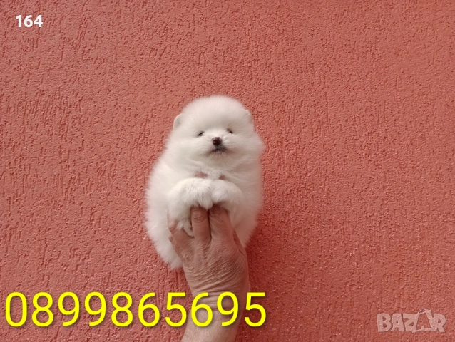 Померани. Реални снимки от 29.03.26 г., снимка 6 - Померан - 54010634